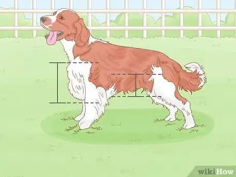 Image titled Identify an English Springer Spaniel Step 9