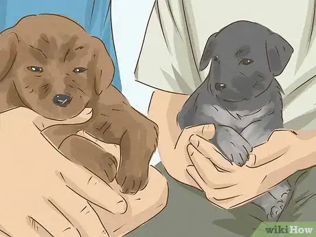 Image titled Be an Animal Lover Step 1