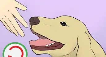 Prepare Your Household for a New Dog