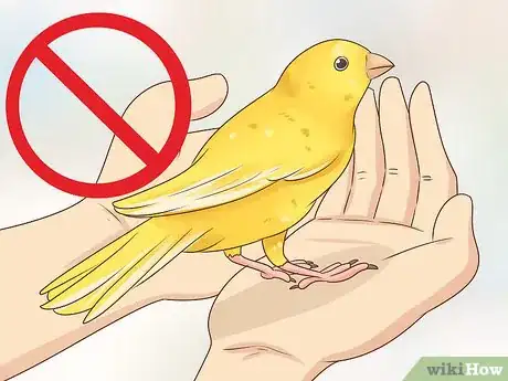 Image titled Know if a Canary Is Right for You Step 3