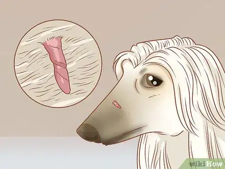 Image titled Remove a Dog’s Skin Tags at Home Step 1