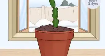 Plant a Christmas Cactus