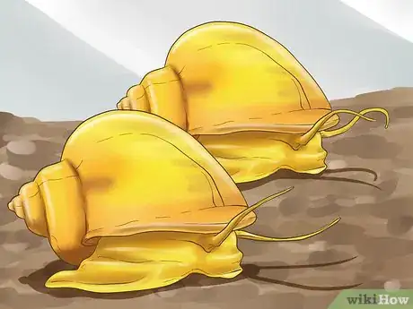 Image titled Care for Fire Belly Toads Step 7