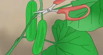 Grow Cucumbers in Pots