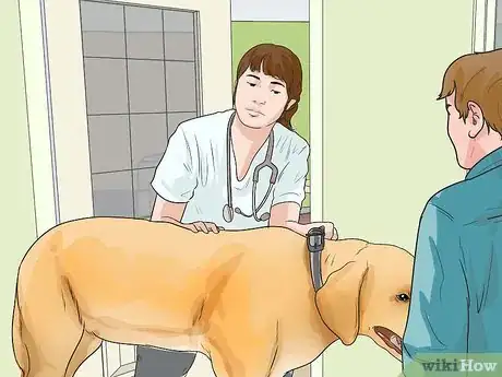 Image titled Diagnose Obesity in Labrador Retrievers Step 5