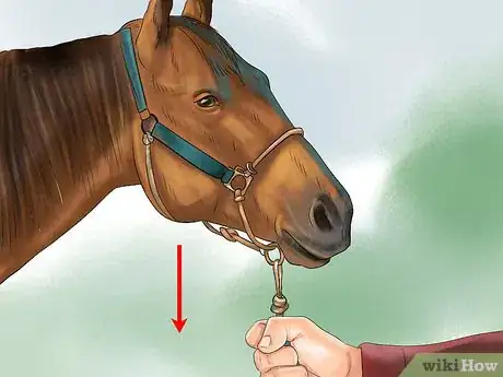 Image titled Get a Horse to Put Its Head Down Step 5