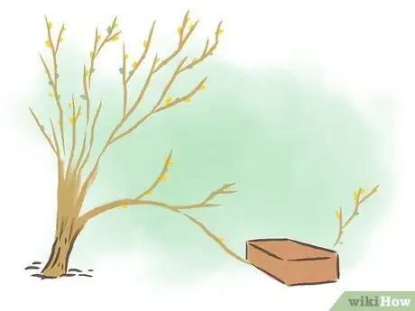 Image titled Root Forsythia Step 4