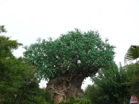 Image titled Disney's Animal Kingdom 1