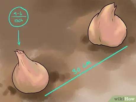 Image titled Grow Winter Onions Step 6