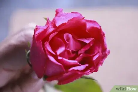 Image titled Buy Fresh Roses Step 4