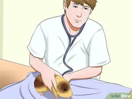 Image titled Buy a Healthy Guinea Pig Step 12