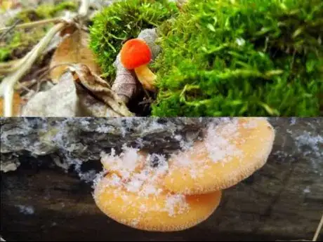 Image titled Seasonm