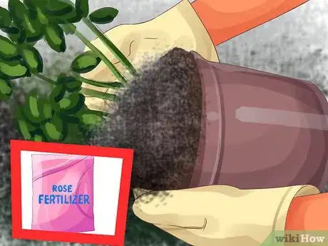 Image titled Maintain Roses Step 22