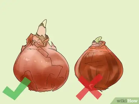 Image titled Get Tulip Bulbs Step 2