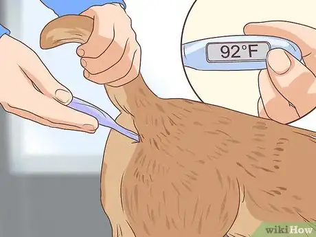 Image titled Prevent Disease in Orphaned Newborn Puppies Step 13