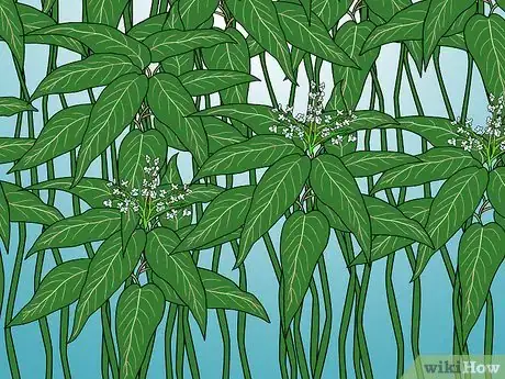 Image titled Identify Knotweed Step 27