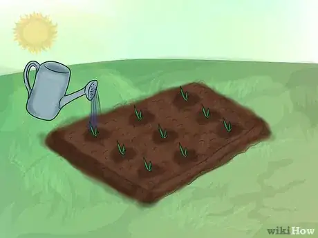 Image titled Grow Gladiolus Step 11