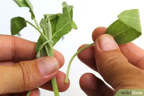 Image titled Dry Sage Step 1