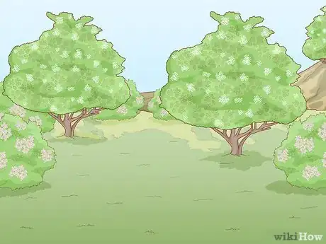 Image titled Identify Elderflower Step 11