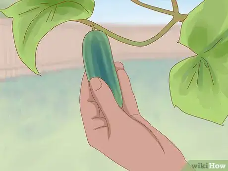 Image titled Grow Cucumbers Step 21