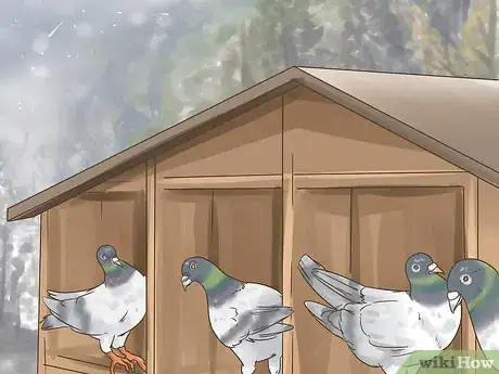 Image titled Use the Widowhood System to Train Homing Pigeons Step 8