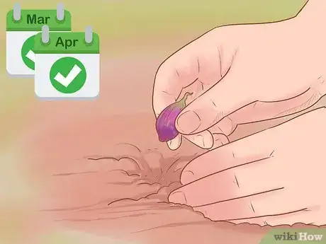 Image titled Grow Red Onions Step 5