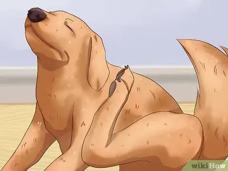 Image titled Diagnose and Treat Your Dog's Itchy Skin Problems Step 1