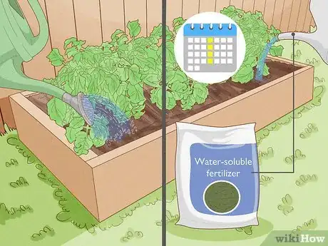 Image titled When to Plant Tomatoes Outside in the UK Step 7