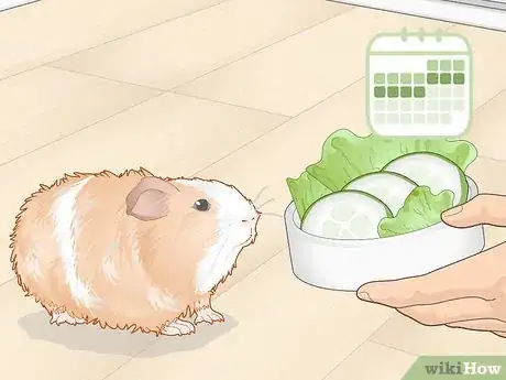 Image titled Prevent Your Guinea Pig from Becoming Sick Step 4