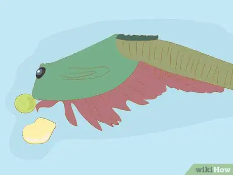 Image titled Set up a Billabong Bugs Kit Step 19