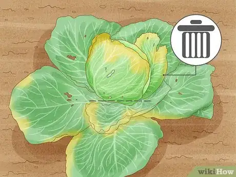 Image titled Harvest Cabbage Step 5