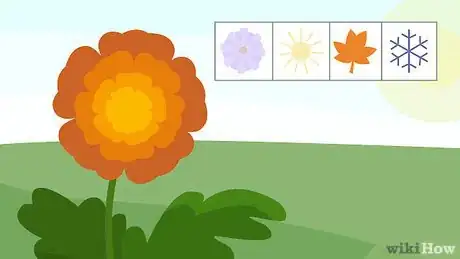 Image titled Plant Mums Step 1