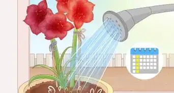 Keep an Amaryllis Upright