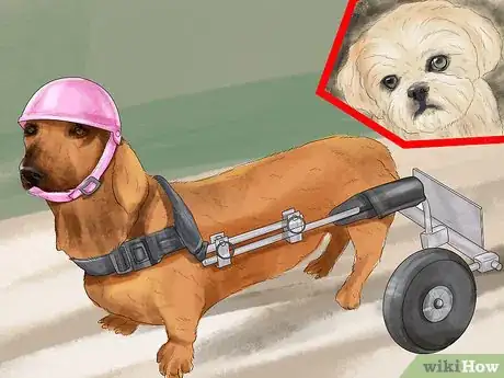 Image titled Prepare for Breed Specific Health Problems in Dogs Step 11