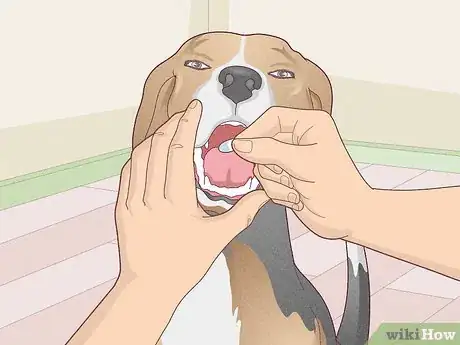 Image titled Treat Vestibular Disease in Dogs Step 8