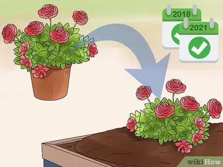 Image titled Grow Roses in Containers Step 16