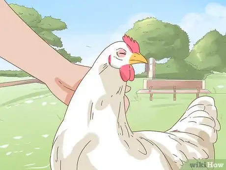 Image titled Keep a Pet Chicken Step 11