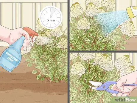 Image titled Care for Limelight Hydrangeas Step 22