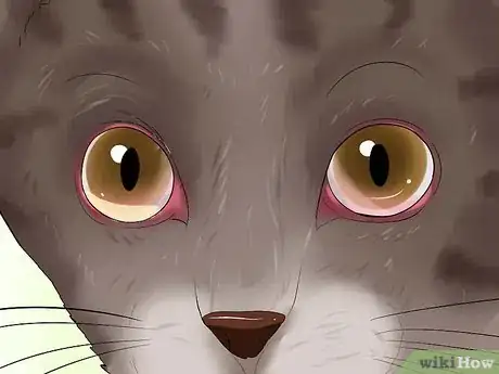 Image titled Detect Kitten URI or Pneumonia Step 3