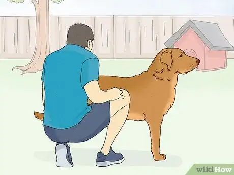 Image titled Identify a Chesapeake Bay Retriever Step 7
