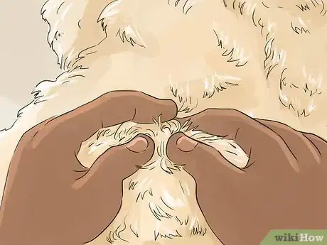 Image titled Help Your Dog Live Longer Step 13