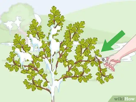 Image titled Prune Gooseberries Step 5