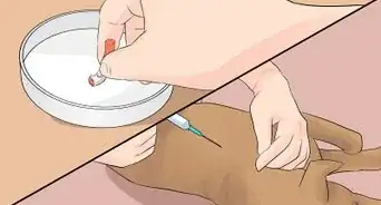 Diagnose Conjunctivitis in Dogs