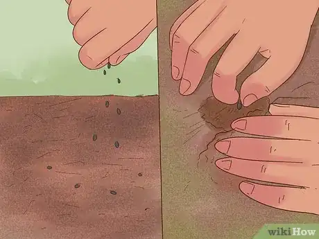 Image titled Grow Flowers from Seed Step 10