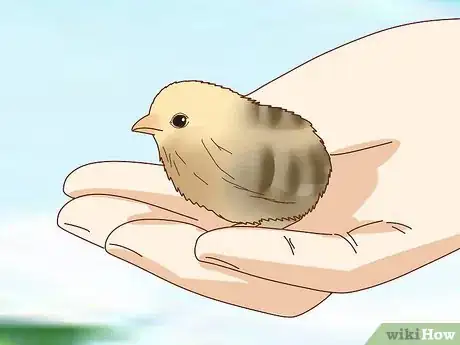 Image titled Buy Quail Chicks Step 12