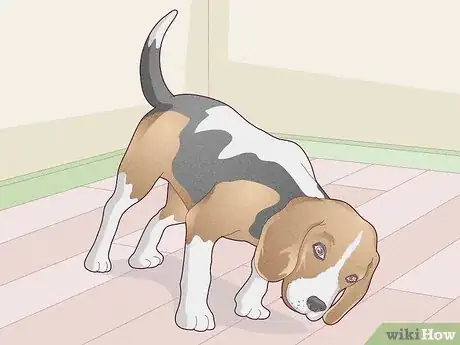 Image titled Treat Vestibular Disease in Dogs Step 4