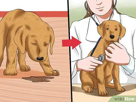 Image titled Treat Canine Coronavirus Step 1