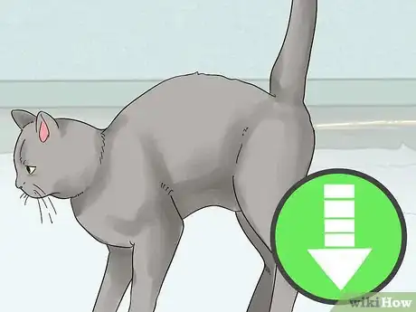 Image titled Schedule Wellness Exams for a Senior Cat Step 9