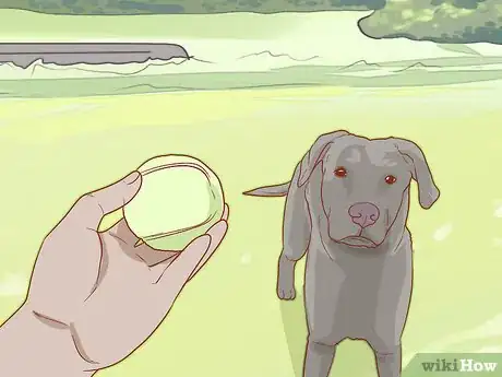 Image titled Care for Your Older Dog Step 4