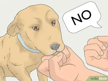 Image titled Teach a Dog to Bow Step 3